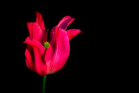 2023 May - Mystical Flowers