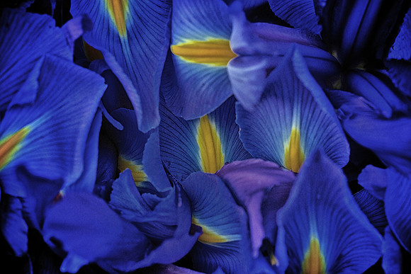 Herr Fresh Flowers