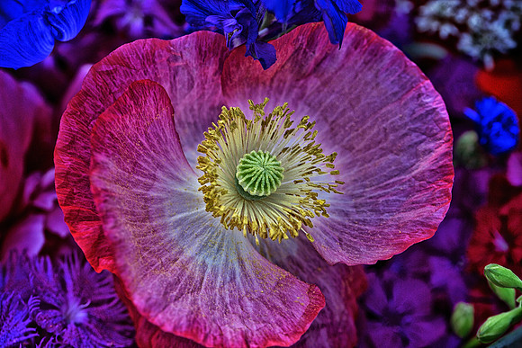 Herr Fresh Flowers