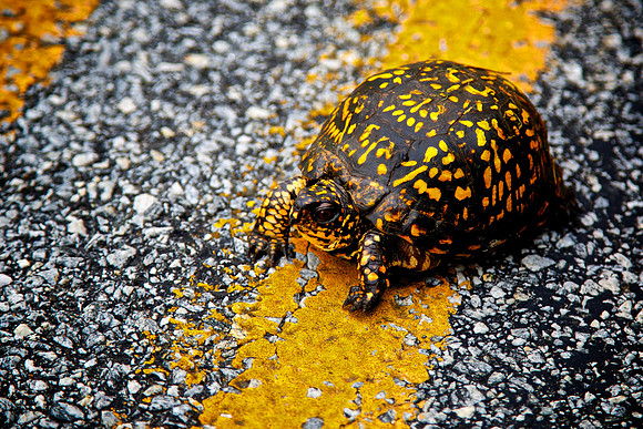Not-so-wildlife, Highlands, NC