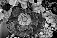 2013 June - Davidson Farmers' Market - Stylized