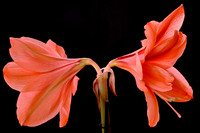 2025 May - Naramore Flowers
