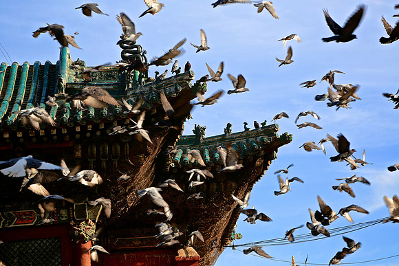 Pigeons are revered and viewed as symbol of peace by local Buddhist community