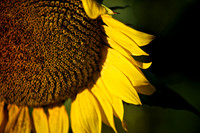 2013 Sept - Sunflowers & Hay Bales