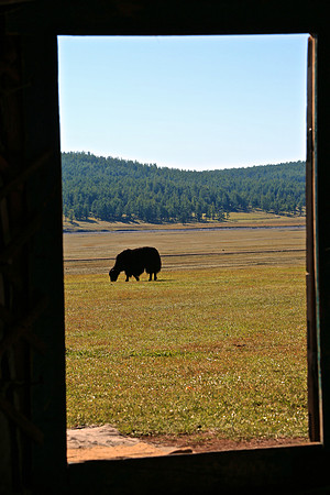 Front yard yak