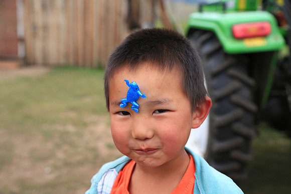 Colored sticky frogs infest Mongolia (first observation)