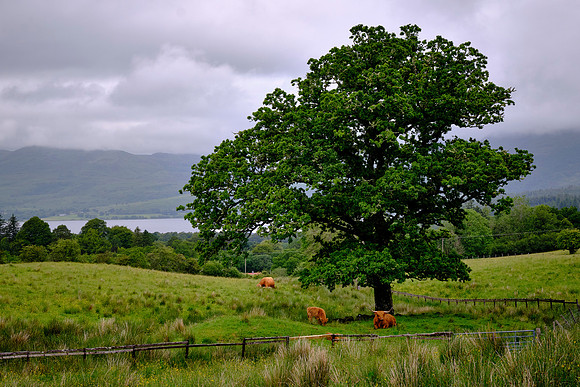We visited a Highland Cattle ranch.