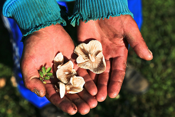 Local nomad harvests mushrooms