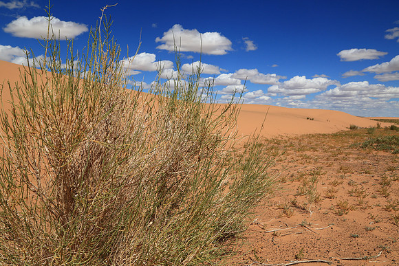 Moltsog Els Sand Dunes, Gobi Desert, Outer Mongolia