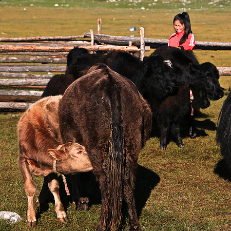 Nomad goat, sheep, and yak herders