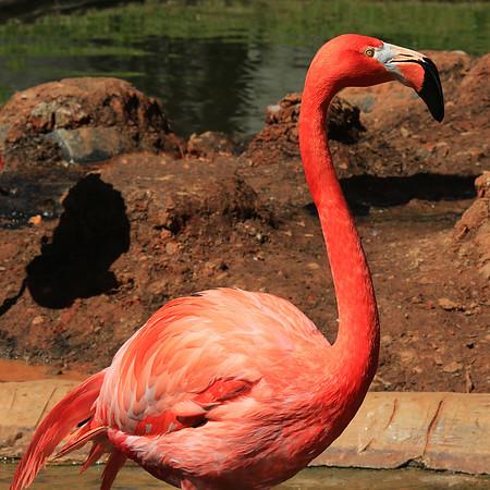 2014 March - Columbia SC Zoo