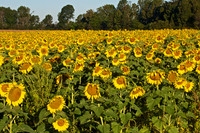 2013 Sept - Sunflowers & Hay Bales