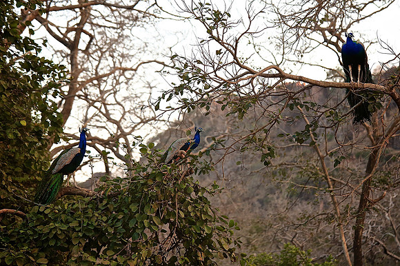 Ranthambhore Tiger Reserve