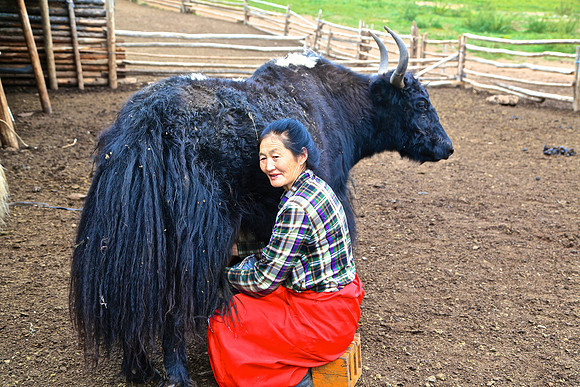Yak milking duty
