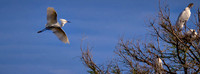 2025 May - Birds in 65x24 Format