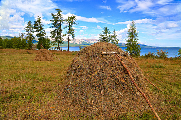 Making hay on Lake Hovsgol