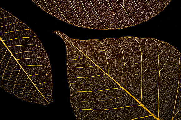 Macro Photography