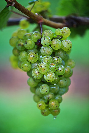 Shelton Vineyards