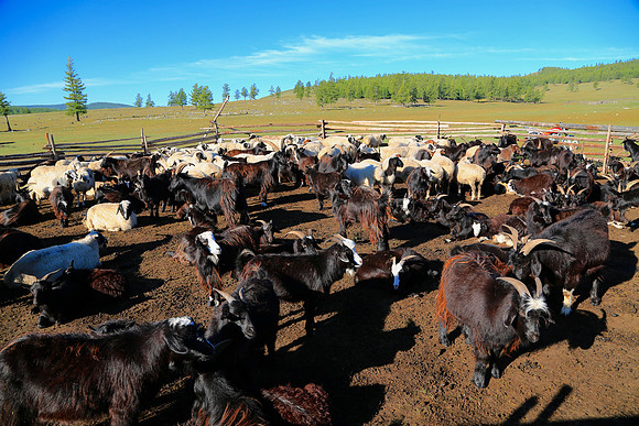 Nomad goat, sheep, and yak herders