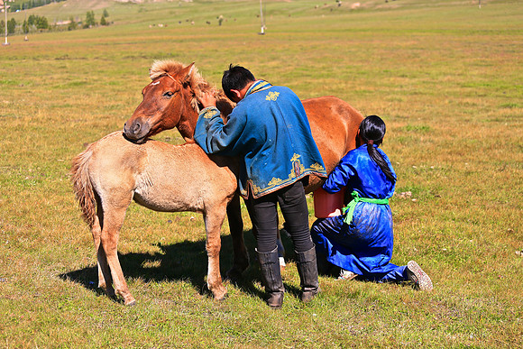 Nomad family milking mares
