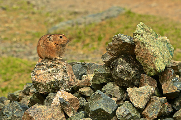 Mongolian pika (Ochotona pallasi), Altai Mountains
