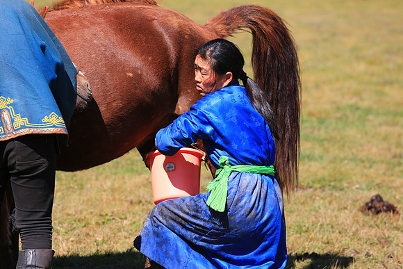 Nomad family milking mares