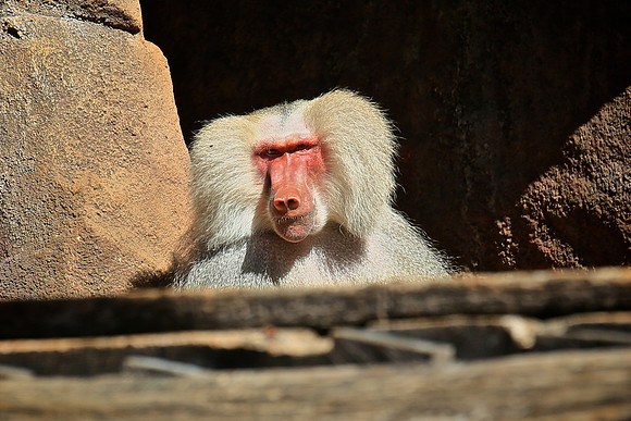 2014 March - Columbia SC Zoo