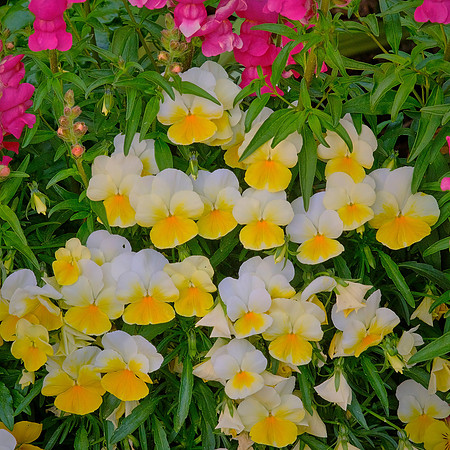 Spring flowers at the Pines, Davidson, NC