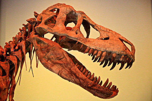 Dinosaur Museum, Sukhbaatar Square, Ulaanbaatar