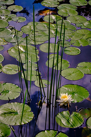 Ravenel Lake, Highlands Biological Station, Highlands, NC