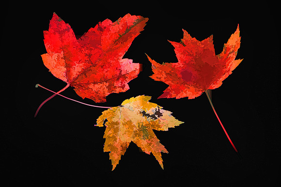 Lake Norman State Park - Fall Color