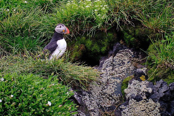 Atlantic puffins spend most of their lives at sea, but return to land to breed.