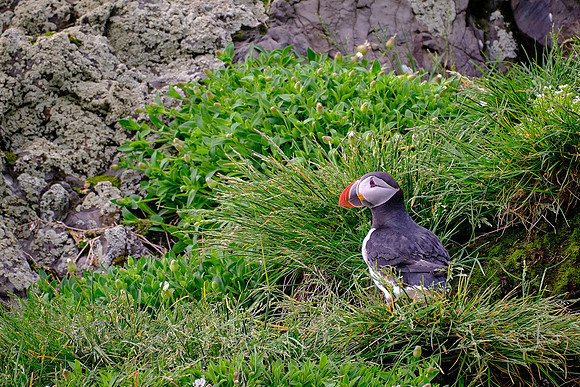 Iceland is home for about 60 percent of the world's Atlantic puffins.