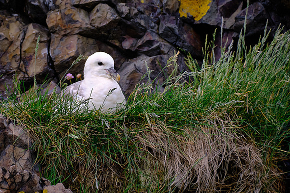 Kittywake perched on island cliffs off the coast of Stykkishólmur.