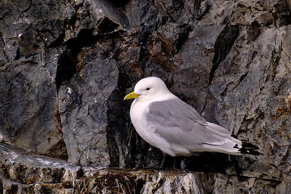 Kittywake perched on island cliffs off the coast of Stykkishólmur.