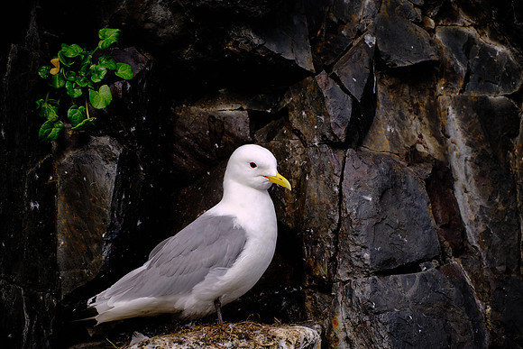 Kittywake perched on island cliffs off the coast of Stykkishólmur.