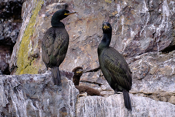 Great Black Cormorant family.