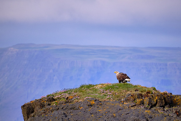 With a wingspan of 10 feet, White-Tailed Eagles are the largest bird in Iceland.