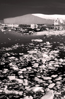 2024 Aug - Denizens of West Greenland