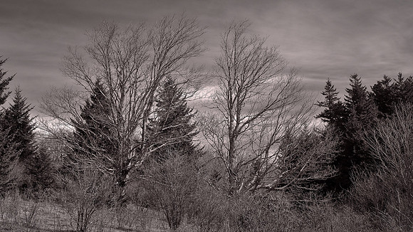 Grayson Highlands State Park, VA