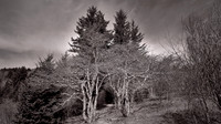 2021 Mar - Blue Ridge Parkway & Grayson Highlands State Park
