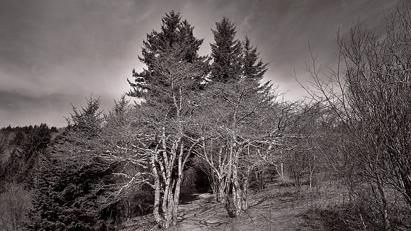 Grayson Highlands State Park, VA