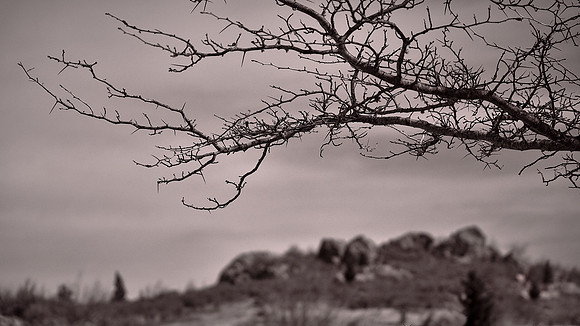 Grayson Highlands State Park, VA