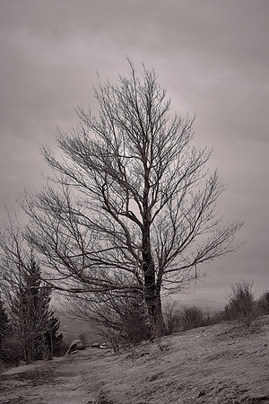 Grayson Highlands State Park, VA