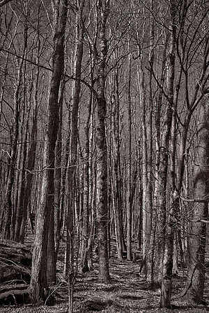 Grayson Highlands State Park, VA