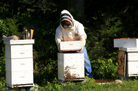 2012 May - Garner's Bees, Hague, VA