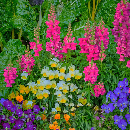 Spring flowers at the Pines, Davidson, NC