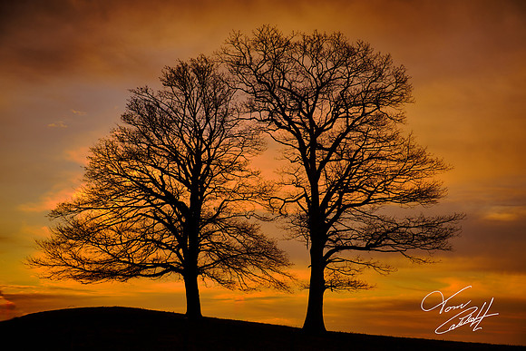 2019 March 21.  Blue Ridge Parkway, North Carolina.
