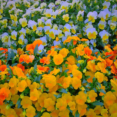 Spring flowers at the Pines, Davidson, NC