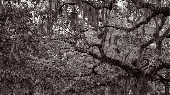 Savannah, GA